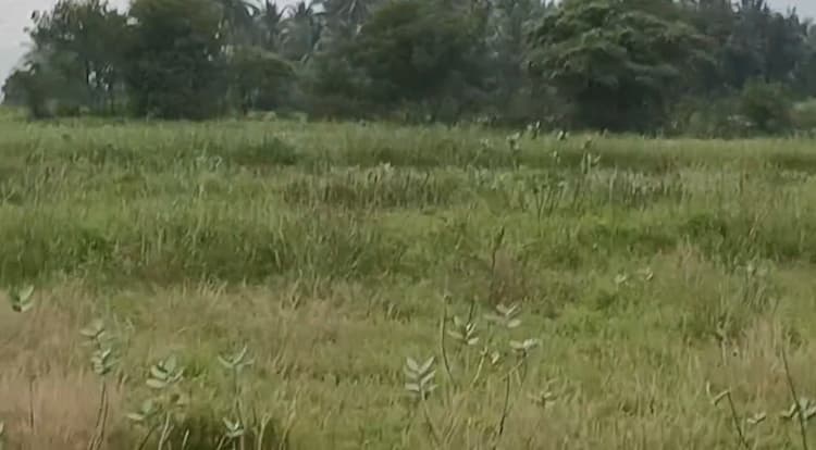 Agri Land For Sale