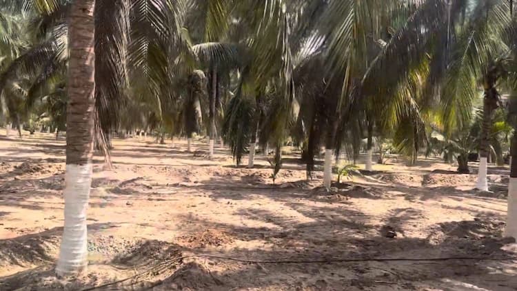 3.5 Acre Coconut Farm for Sale