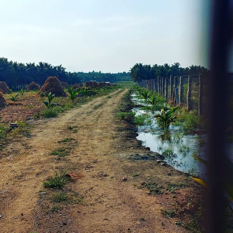 coconut farm land for sale