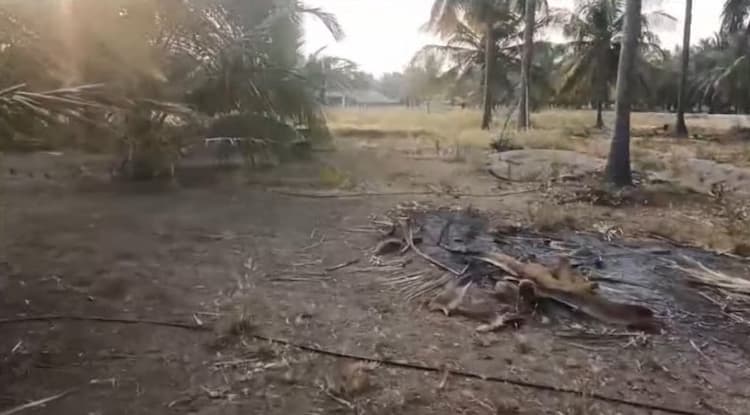 Land for Sale