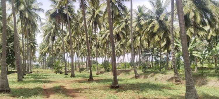Land for Sale