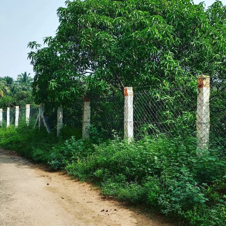 mango farm land for sale
