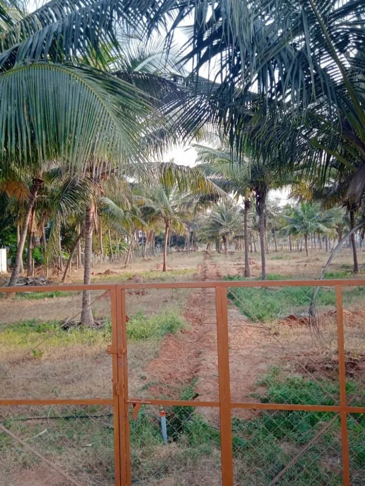coconut farm land for sale