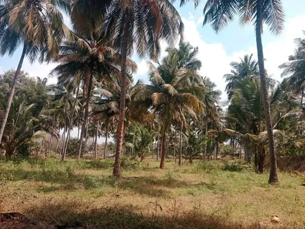 Land for Sale