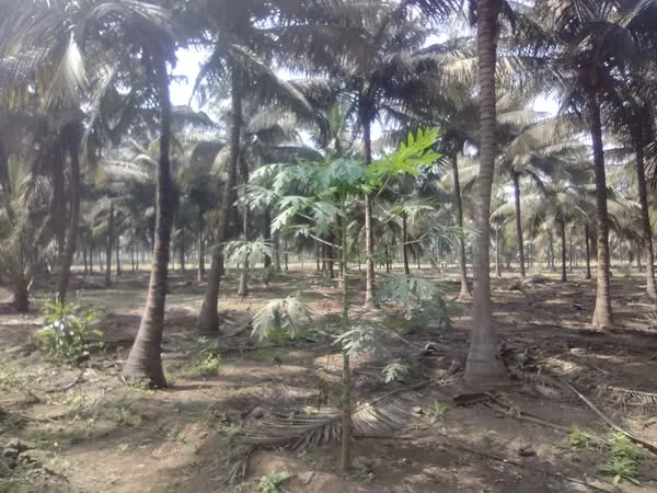Land for Sale