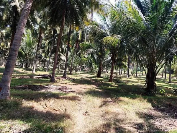 Land for Sale