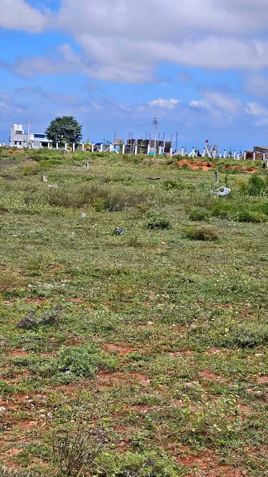 3.5 cent Plot