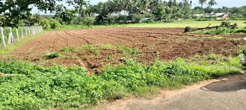 34.25 cent Plot