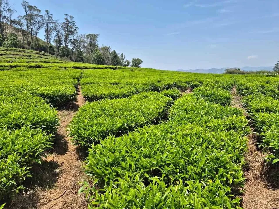 3.2 acre Plot