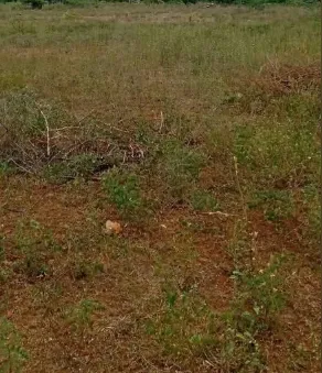 1315 sqft Plot