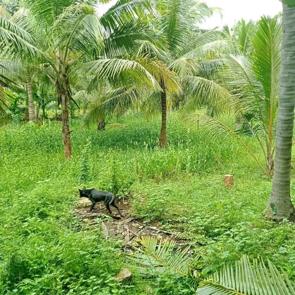 3 acre Plot