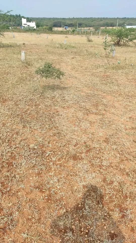 5 cent Plot