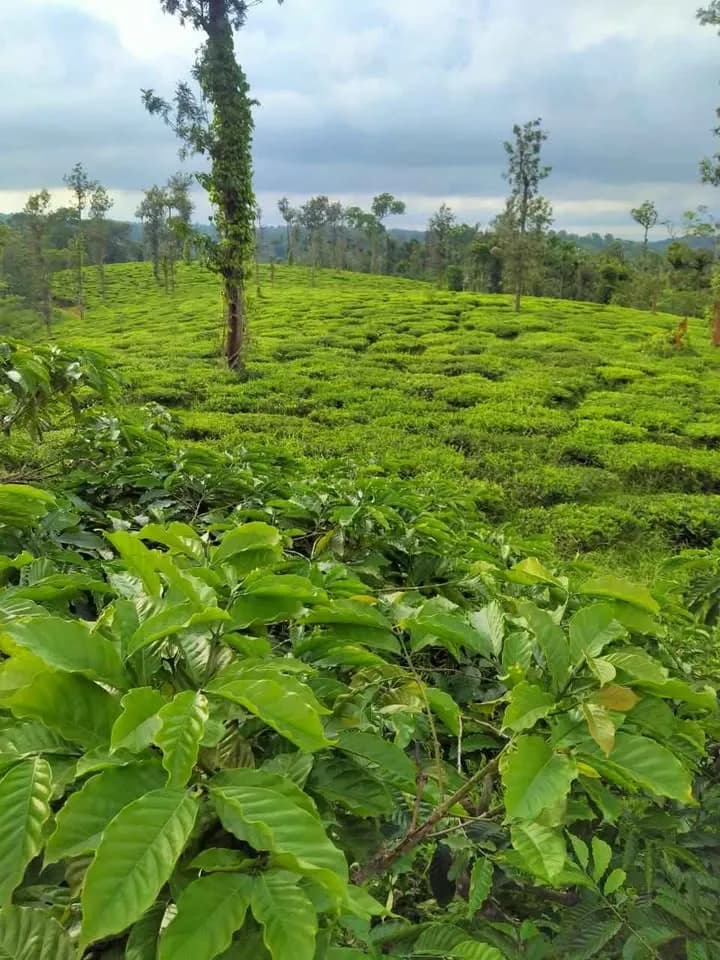 52 acre Plot