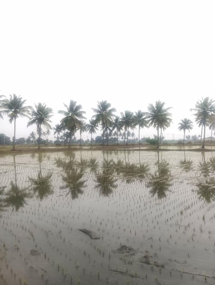 13 Acre Farm Land for Sale in Vellore