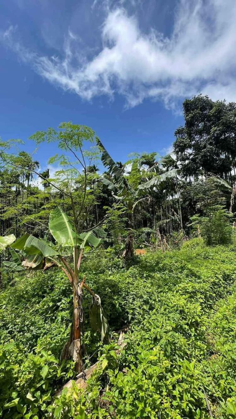 1.5 acres plantation land for sale