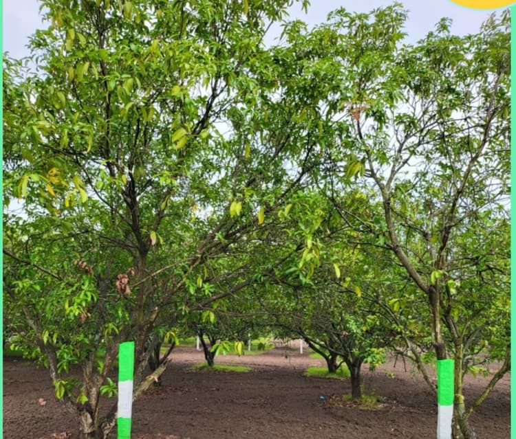 MANGO FARM LAND SALE