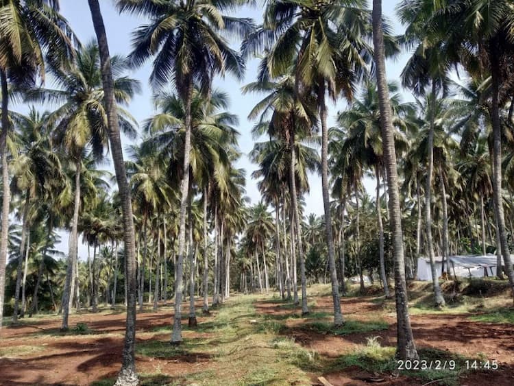 coconut farm land for sale