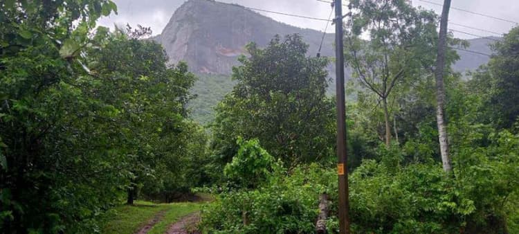 mango thottam for sale