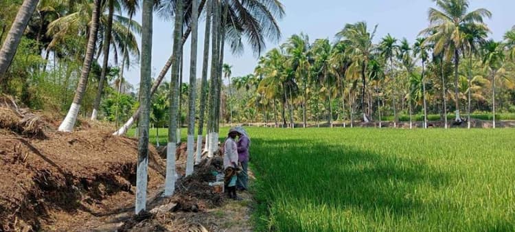 Coconut thottam for sale
