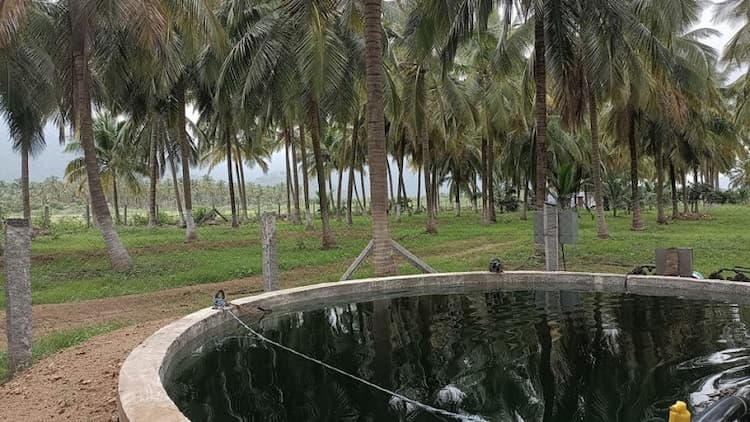 coconut farm land for sale