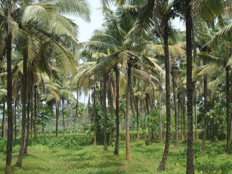 coconut farm land for sale