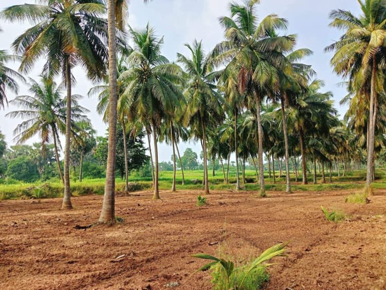 coconut thottam for sale.