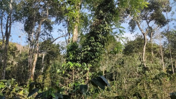 1 Acre 38 cent agriculture land for sale