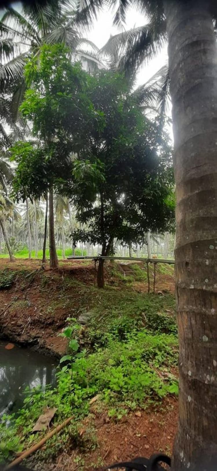 3 Acres Cocunut Farm for Sale