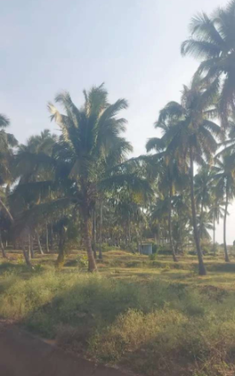 Coconut Land for Sale