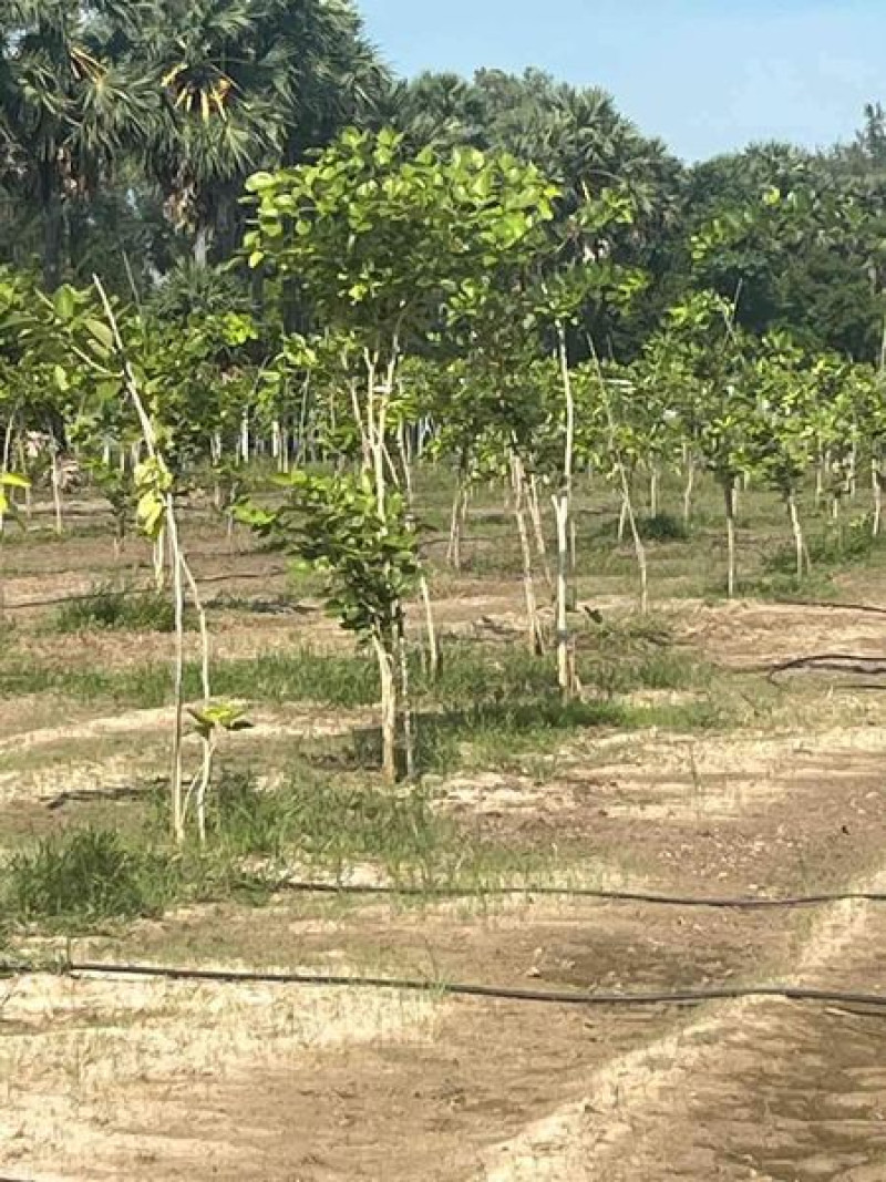 Farm land sale