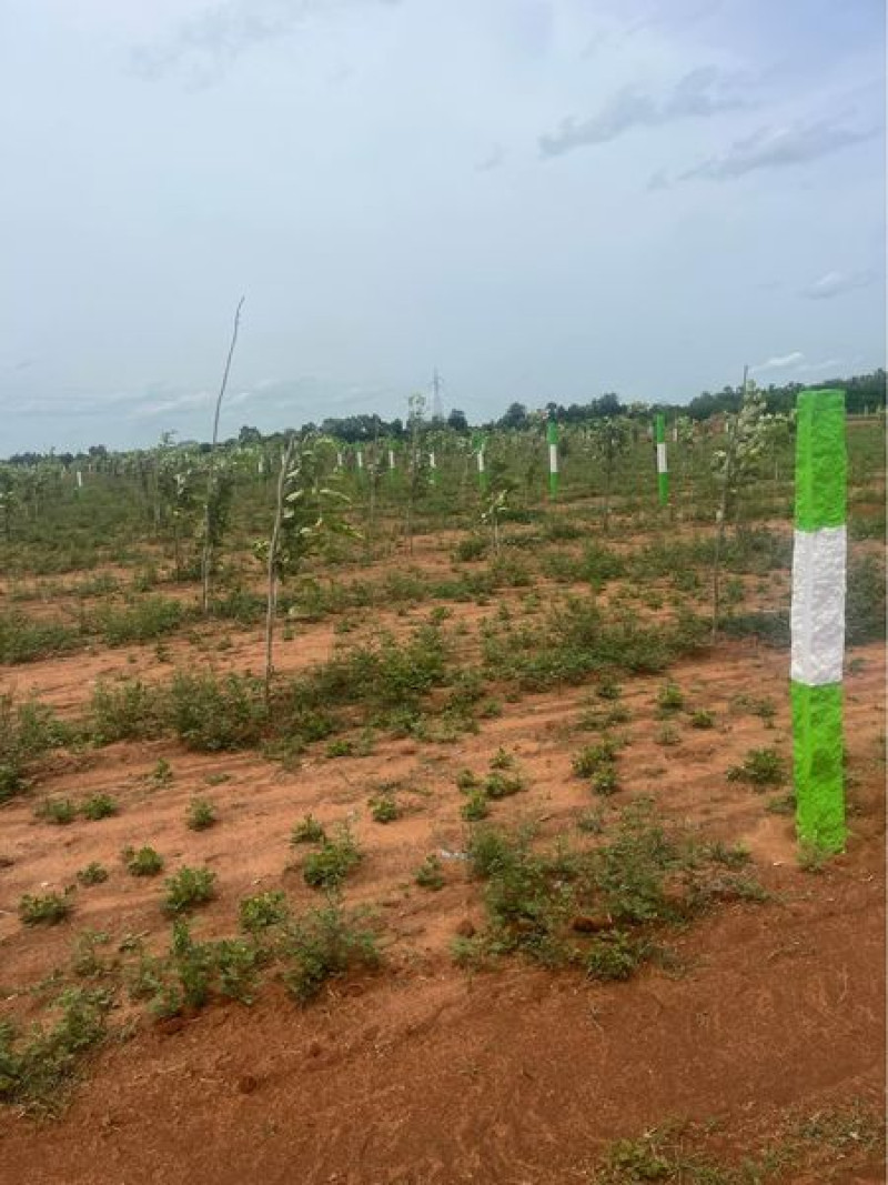 Farm land sale
