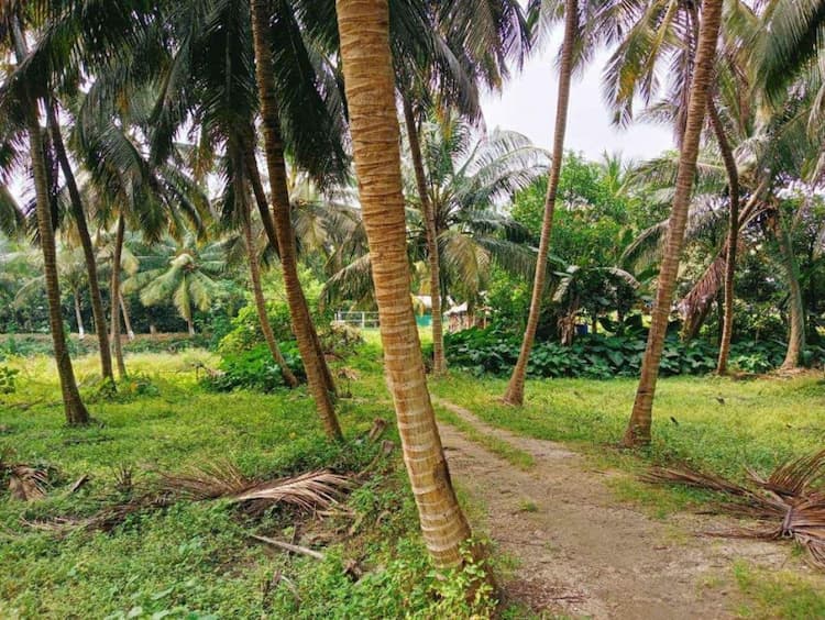 coconut thottam for sale