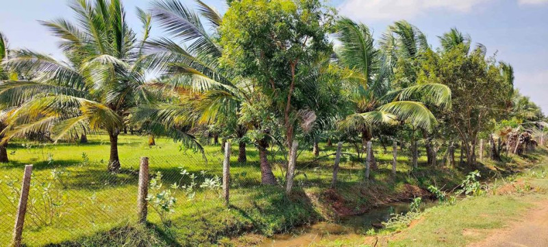 2.25 Acre Coconut Farm for Sale