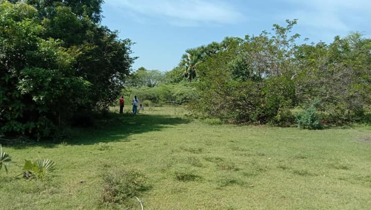 10 acres punjai land for sale