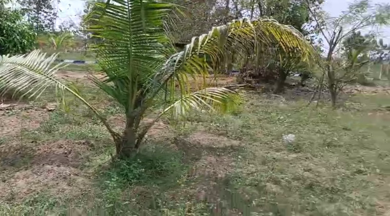 Maruthi Akshaya Vanam