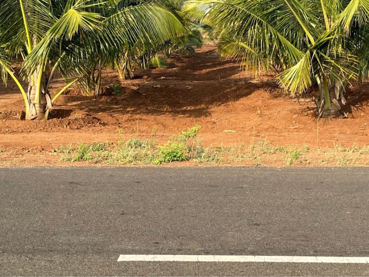 coconut land for sale