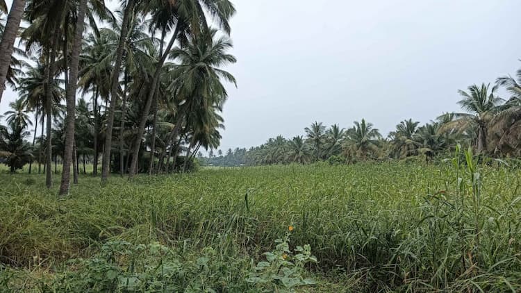 Agri land for sale