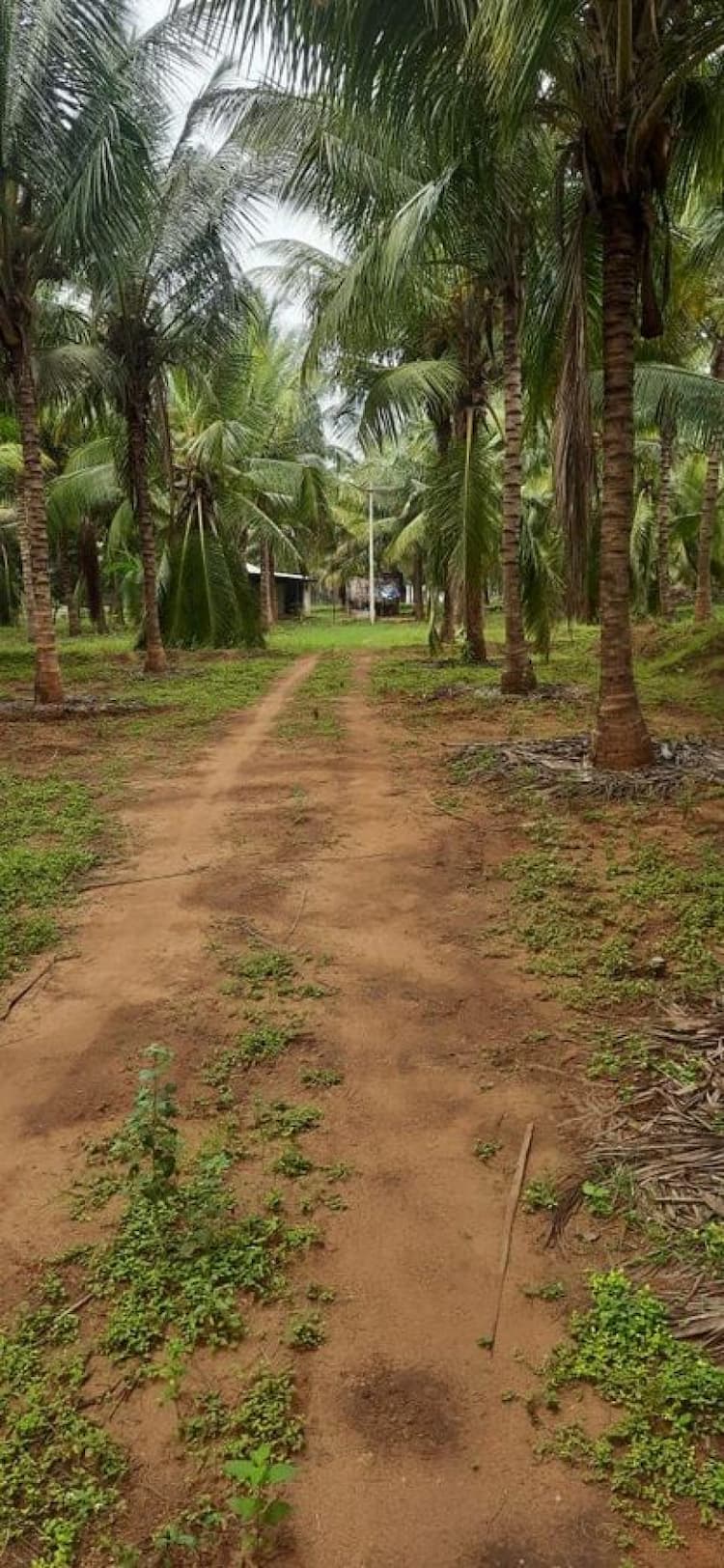 2.80 Acres Cocunut Farm for sale