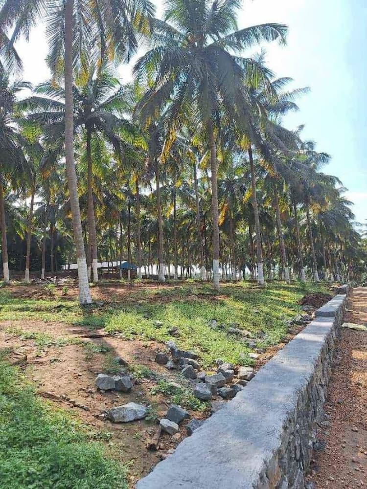 Farm land with coconut trees