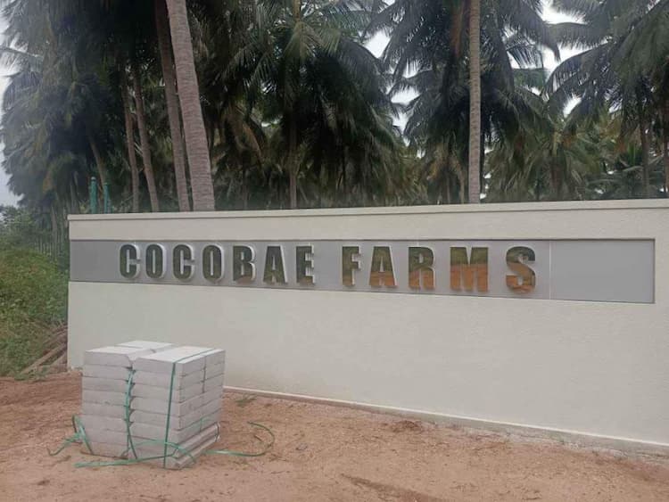 Beautiful farm land with coconut trees for sale