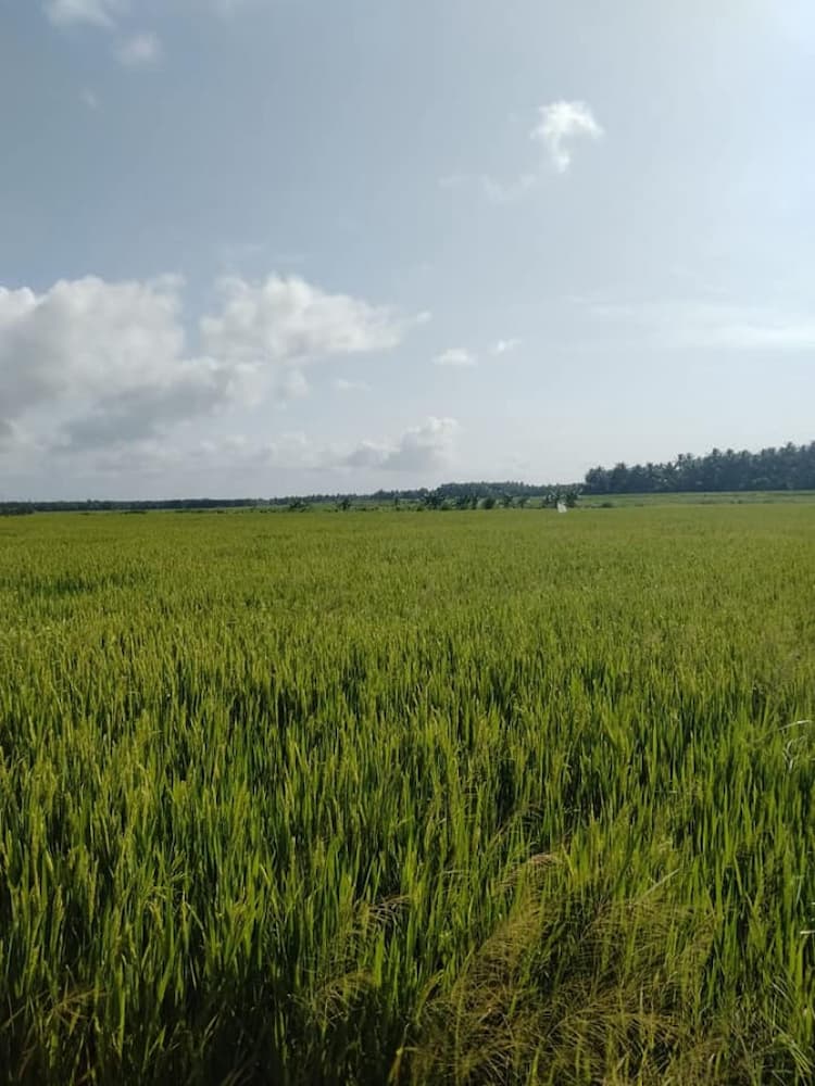 3.50 Acre Vayal for sale