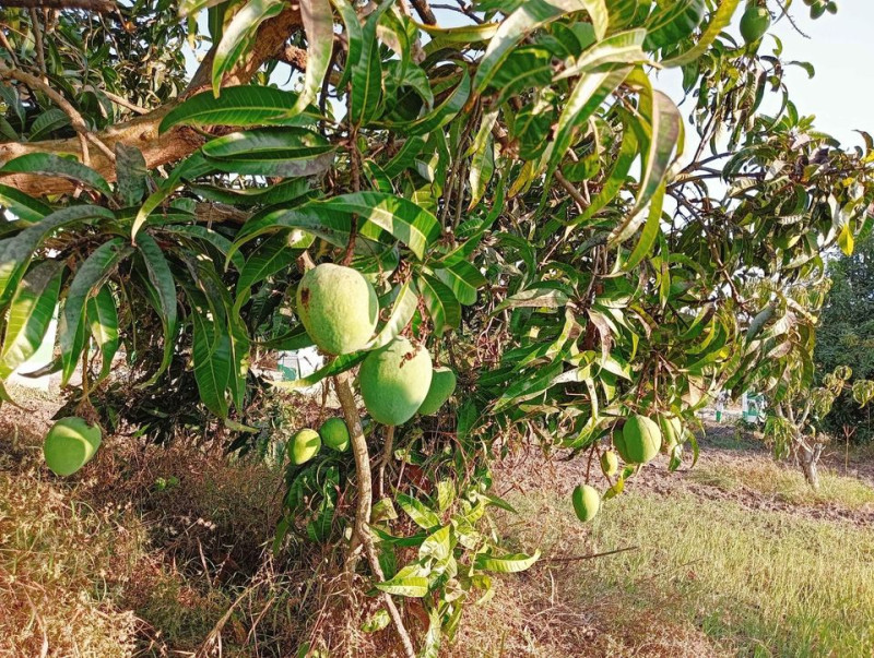 Farm Plots for Sale