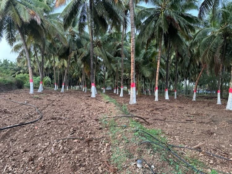 coconut farm land for sale