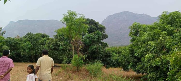 mango thottam for sale