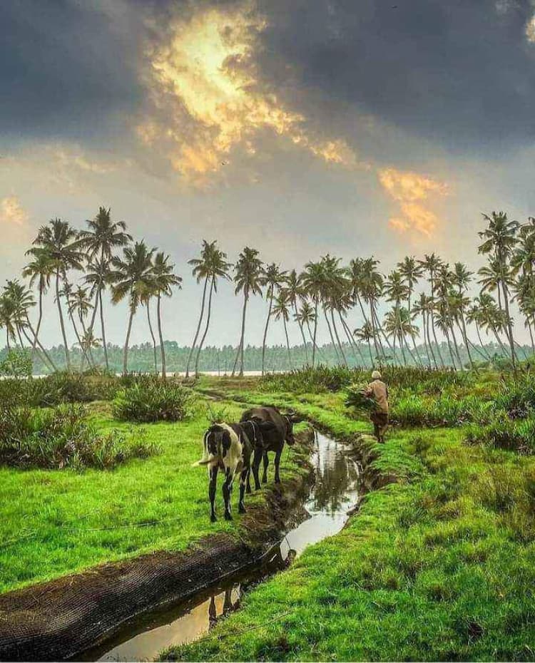 Coconut Thottam For Sale