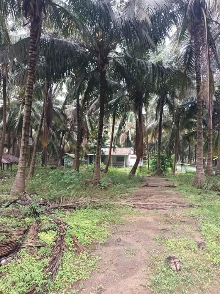 coconut farm for sale