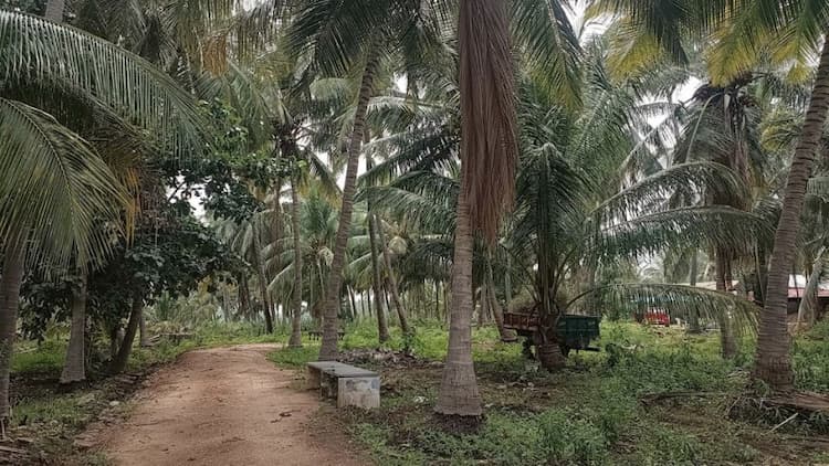coconut farm land for sale