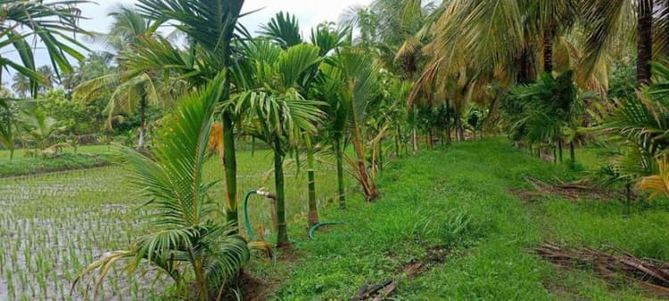 Arecanut & Coconut Farm land For Sale