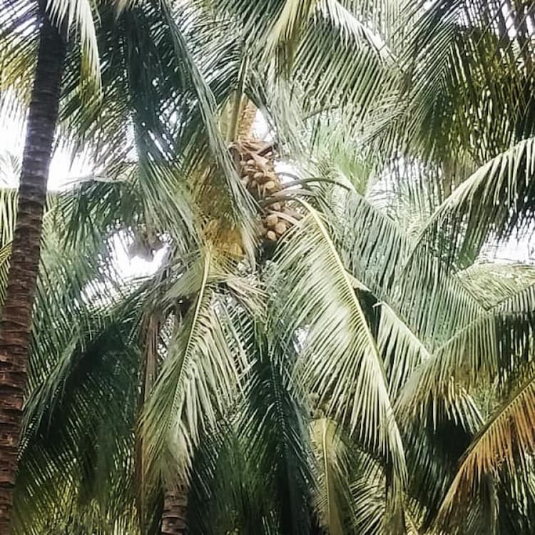 coconut farm land for sale