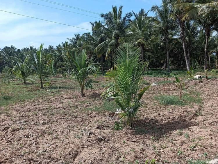 coocnut farm land for sale